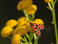 852 (Bergkronwickenwidderchen)